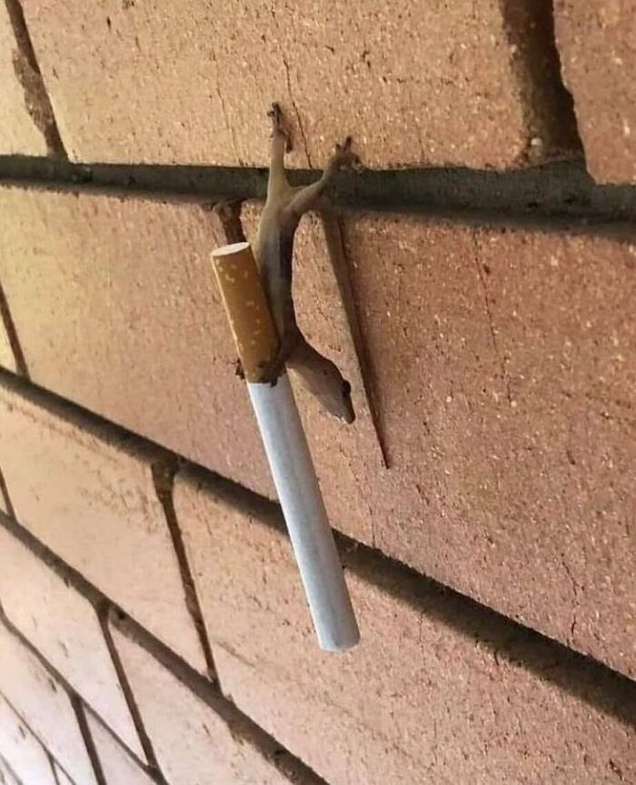 50 Animals Going “Goblin Mode”, As Shared By This Dedicated Instagram Account 50 Animals Going “Goblin Mode”, As Shared By This Dedicated Instagram Account