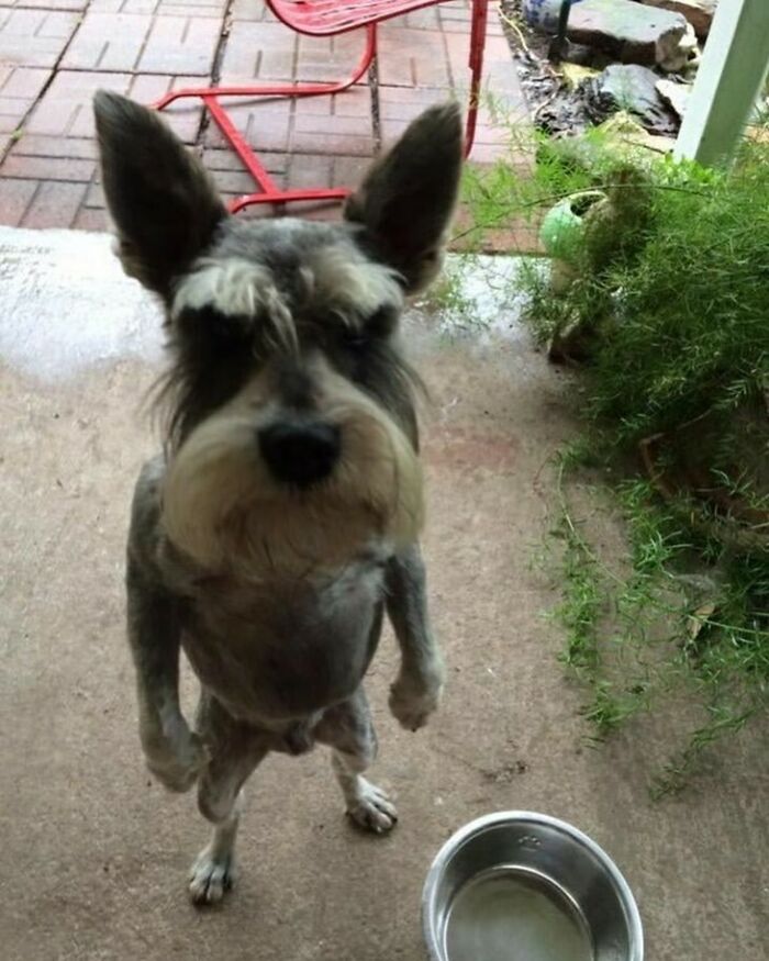 50 Animals Going “Goblin Mode”, As Shared By This Dedicated Instagram Account 50 Animals Going “Goblin Mode”, As Shared By This Dedicated Instagram Account