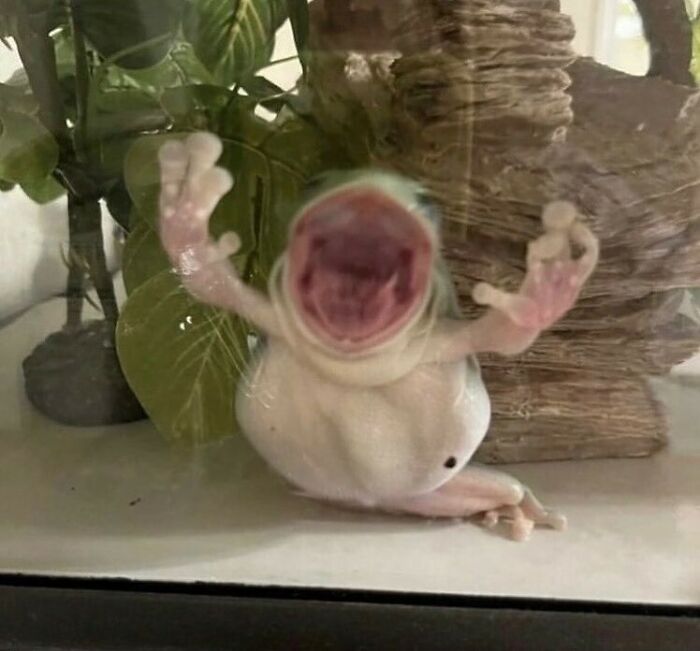 50 Animals Going “Goblin Mode”, As Shared By This Dedicated Instagram Account 50 Animals Going “Goblin Mode”, As Shared By This Dedicated Instagram Account