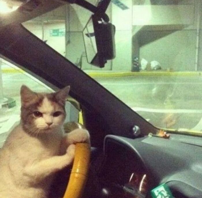 50 Animals Going “Goblin Mode”, As Shared By This Dedicated Instagram Account 50 Animals Going “Goblin Mode”, As Shared By This Dedicated Instagram Account