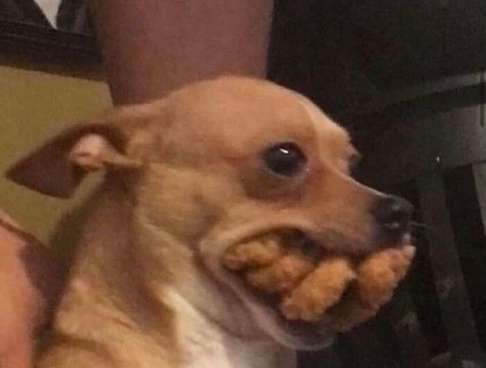 50 Animals Going “Goblin Mode”, As Shared By This Dedicated Instagram Account 50 Animals Going “Goblin Mode”, As Shared By This Dedicated Instagram Account