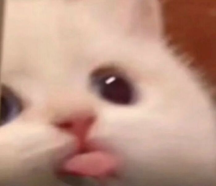 50 Animals Going “Goblin Mode”, As Shared By This Dedicated Instagram Account 50 Animals Going “Goblin Mode”, As Shared By This Dedicated Instagram Account