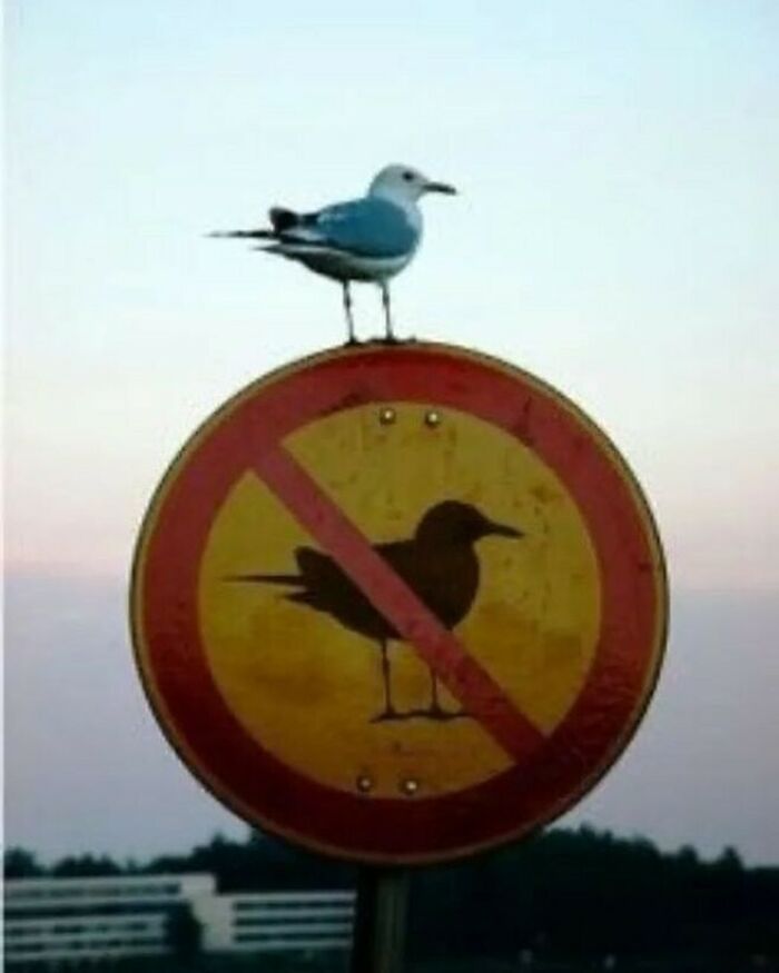 50 Animals Going “Goblin Mode”, As Shared By This Dedicated Instagram Account 50 Animals Going “Goblin Mode”, As Shared By This Dedicated Instagram Account