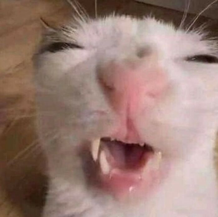 50 Animals Going “Goblin Mode”, As Shared By This Dedicated Instagram Account 50 Animals Going “Goblin Mode”, As Shared By This Dedicated Instagram Account