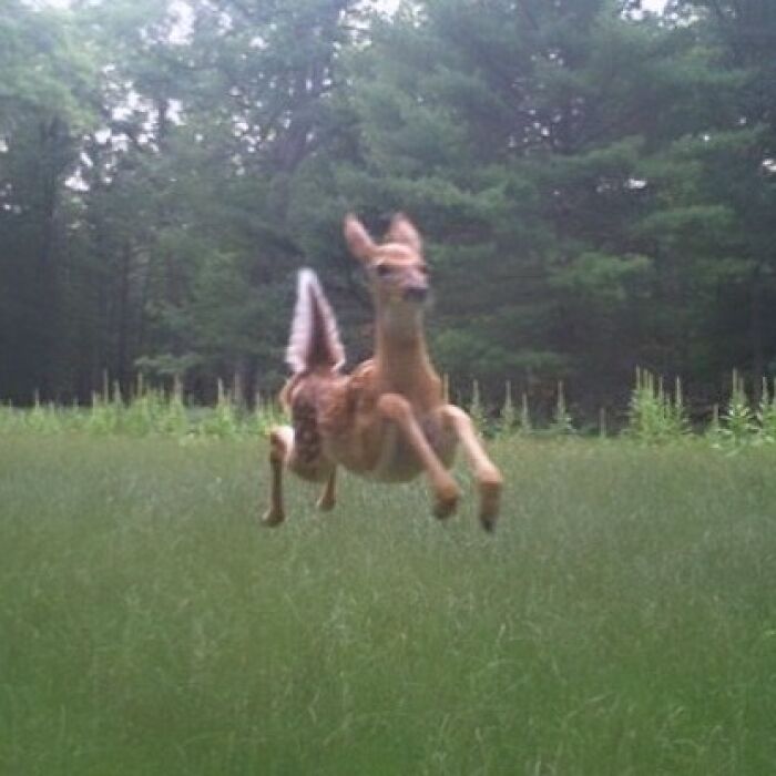 50 Animals Going “Goblin Mode”, As Shared By This Dedicated Instagram Account 50 Animals Going “Goblin Mode”, As Shared By This Dedicated Instagram Account