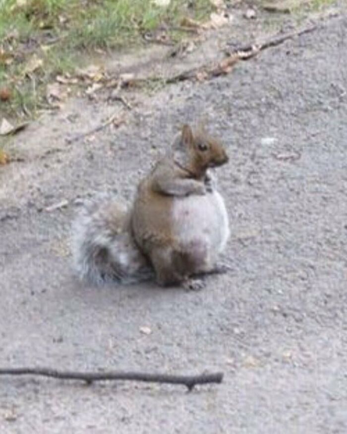 50 Animals Going “Goblin Mode”, As Shared By This Dedicated Instagram Account 50 Animals Going “Goblin Mode”, As Shared By This Dedicated Instagram Account