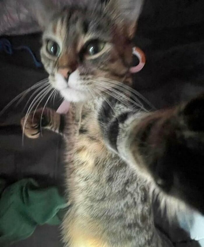 50 Animals Going “Goblin Mode”, As Shared By This Dedicated Instagram Account 50 Animals Going “Goblin Mode”, As Shared By This Dedicated Instagram Account