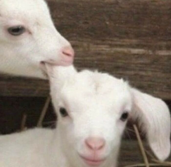 50 Animals Going “Goblin Mode”, As Shared By This Dedicated Instagram Account 50 Animals Going “Goblin Mode”, As Shared By This Dedicated Instagram Account