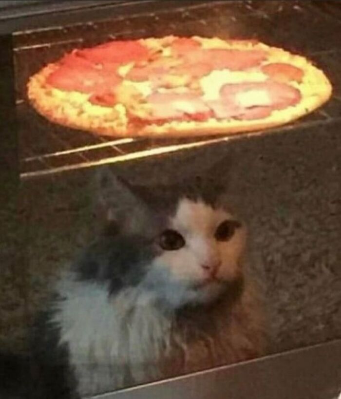 50 Animals Going “Goblin Mode”, As Shared By This Dedicated Instagram Account 50 Animals Going “Goblin Mode”, As Shared By This Dedicated Instagram Account