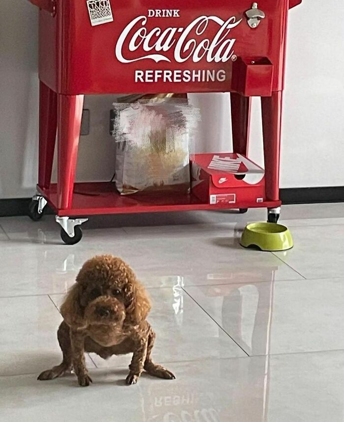 50 Animals Going “Goblin Mode”, As Shared By This Dedicated Instagram Account 50 Animals Going “Goblin Mode”, As Shared By This Dedicated Instagram Account
