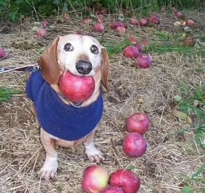 50 Animals Going “Goblin Mode”, As Shared By This Dedicated Instagram Account 50 Animals Going “Goblin Mode”, As Shared By This Dedicated Instagram Account