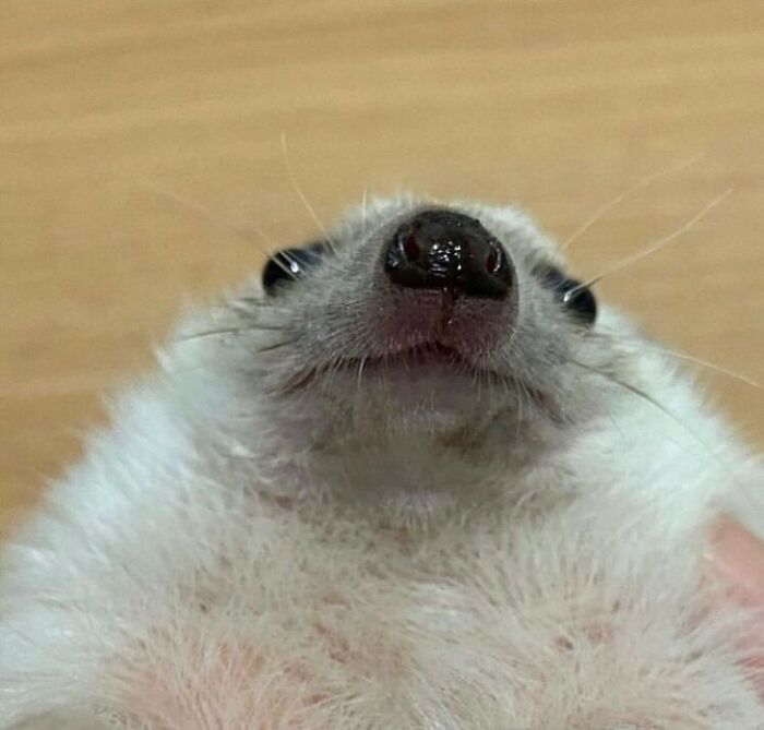 50 Animals Going “Goblin Mode”, As Shared By This Dedicated Instagram Account 50 Animals Going “Goblin Mode”, As Shared By This Dedicated Instagram Account
