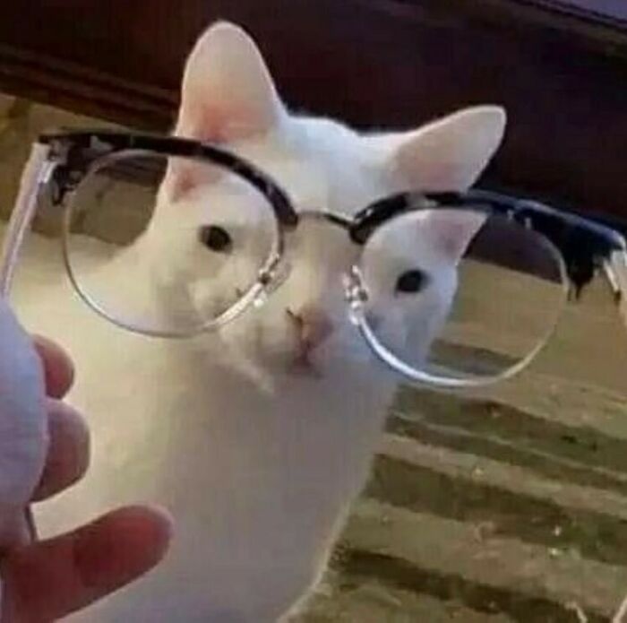 50 Animals Going “Goblin Mode”, As Shared By This Dedicated Instagram Account 50 Animals Going “Goblin Mode”, As Shared By This Dedicated Instagram Account