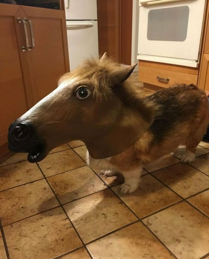 50 Animals Going “Goblin Mode”, As Shared By This Dedicated Instagram Account 50 Animals Going “Goblin Mode”, As Shared By This Dedicated Instagram Account