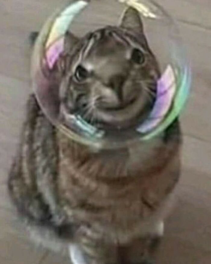 50 Animals Going “Goblin Mode”, As Shared By This Dedicated Instagram Account 50 Animals Going “Goblin Mode”, As Shared By This Dedicated Instagram Account