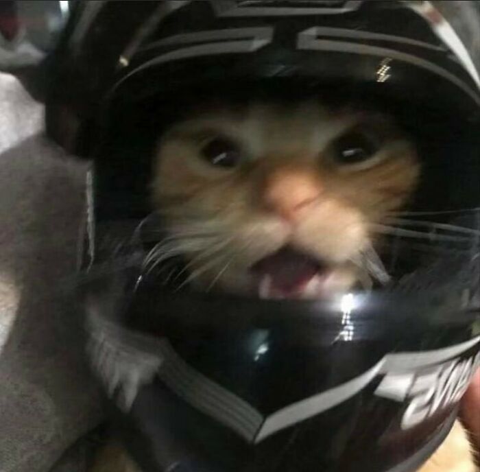 50 Animals Going “Goblin Mode”, As Shared By This Dedicated Instagram Account 50 Animals Going “Goblin Mode”, As Shared By This Dedicated Instagram Account