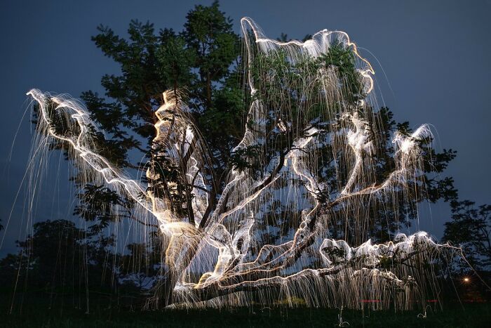 Photographer Captured 35 Enchanting Pictures Of Trees Filled With Sparkles Of Light Photographer Captured 35 Enchanting Pictures Of Trees Filled With Sparkles Of Light