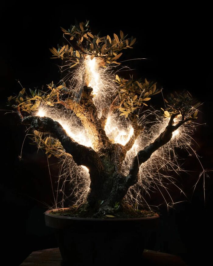 Photographer Captured 35 Enchanting Pictures Of Trees Filled With Sparkles Of Light Photographer Captured 35 Enchanting Pictures Of Trees Filled With Sparkles Of Light