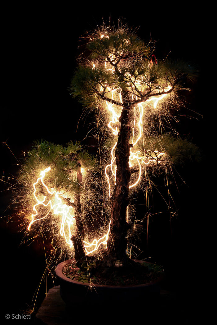 Photographer Captured 35 Enchanting Pictures Of Trees Filled With Sparkles Of Light Photographer Captured 35 Enchanting Pictures Of Trees Filled With Sparkles Of Light