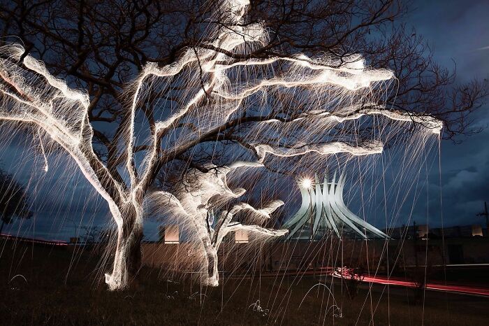 Photographer Captured 35 Enchanting Pictures Of Trees Filled With Sparkles Of Light Photographer Captured 35 Enchanting Pictures Of Trees Filled With Sparkles Of Light