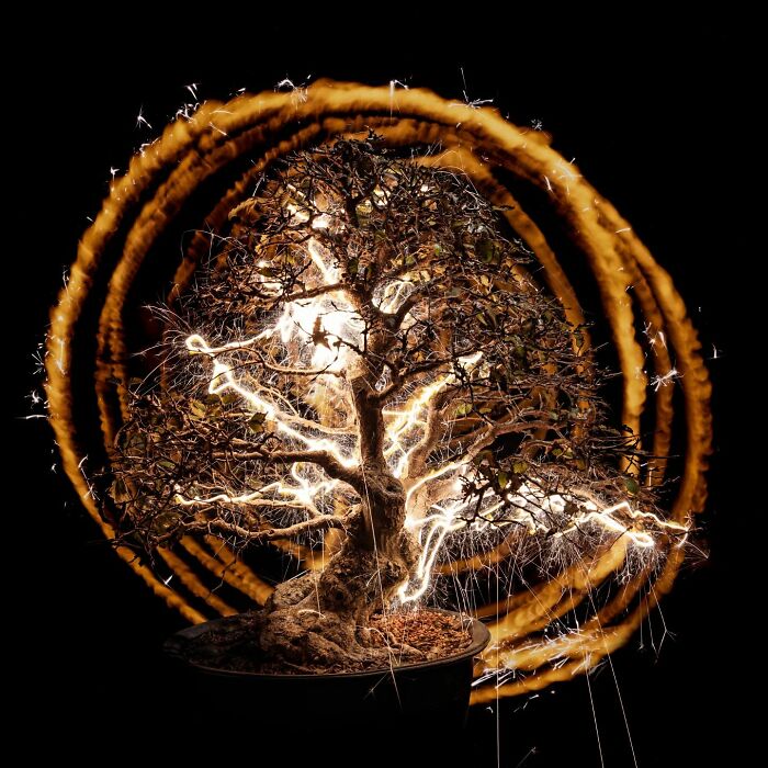 Photographer Captured 35 Enchanting Pictures Of Trees Filled With Sparkles Of Light Photographer Captured 35 Enchanting Pictures Of Trees Filled With Sparkles Of Light