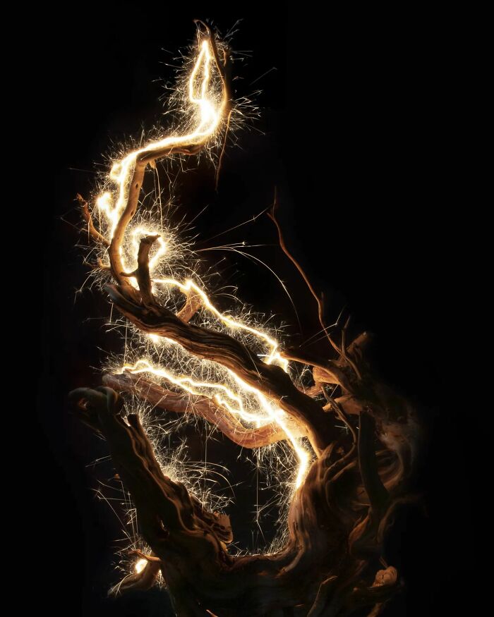 Photographer Captured 35 Enchanting Pictures Of Trees Filled With Sparkles Of Light Photographer Captured 35 Enchanting Pictures Of Trees Filled With Sparkles Of Light