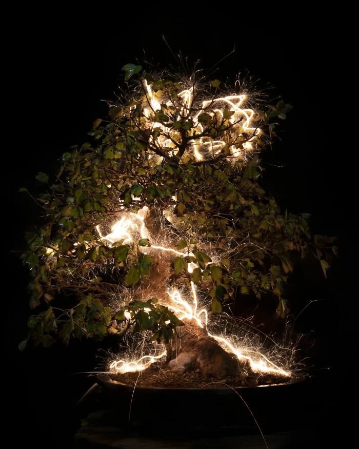 Photographer Captured 35 Enchanting Pictures Of Trees Filled With Sparkles Of Light Photographer Captured 35 Enchanting Pictures Of Trees Filled With Sparkles Of Light