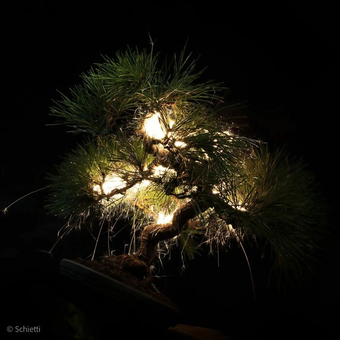 Photographer Captured 35 Enchanting Pictures Of Trees Filled With Sparkles Of Light Photographer Captured 35 Enchanting Pictures Of Trees Filled With Sparkles Of Light