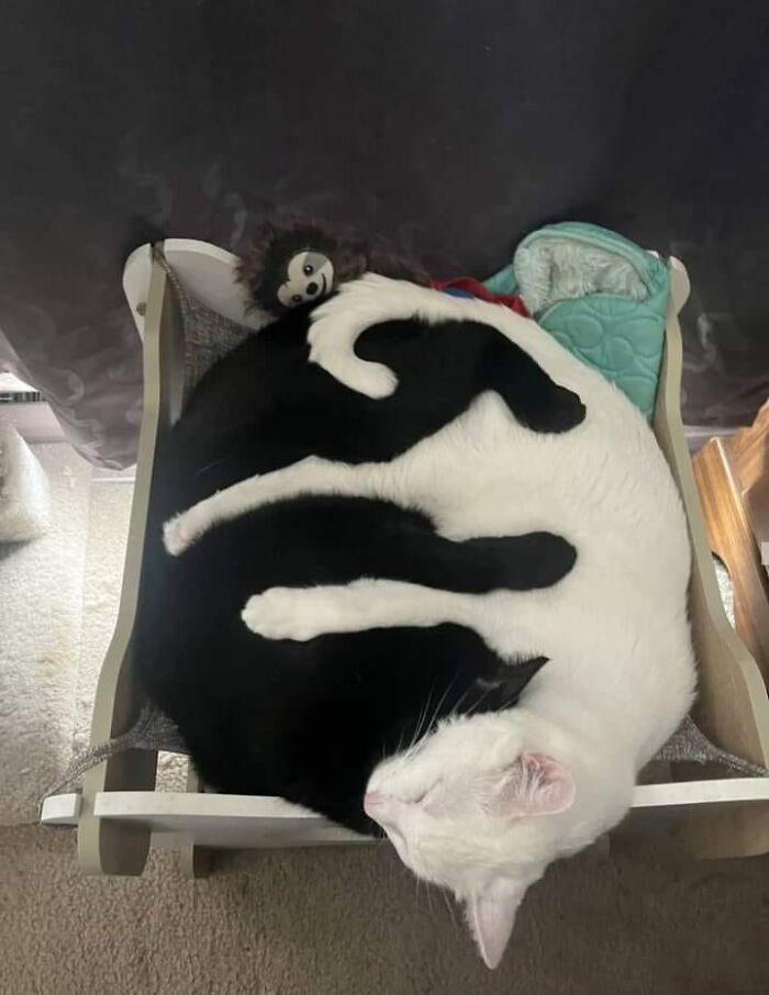 If You’re Having A Rough Day, These 50 Wholesome Cat Pics And Memes May Cheer You Up