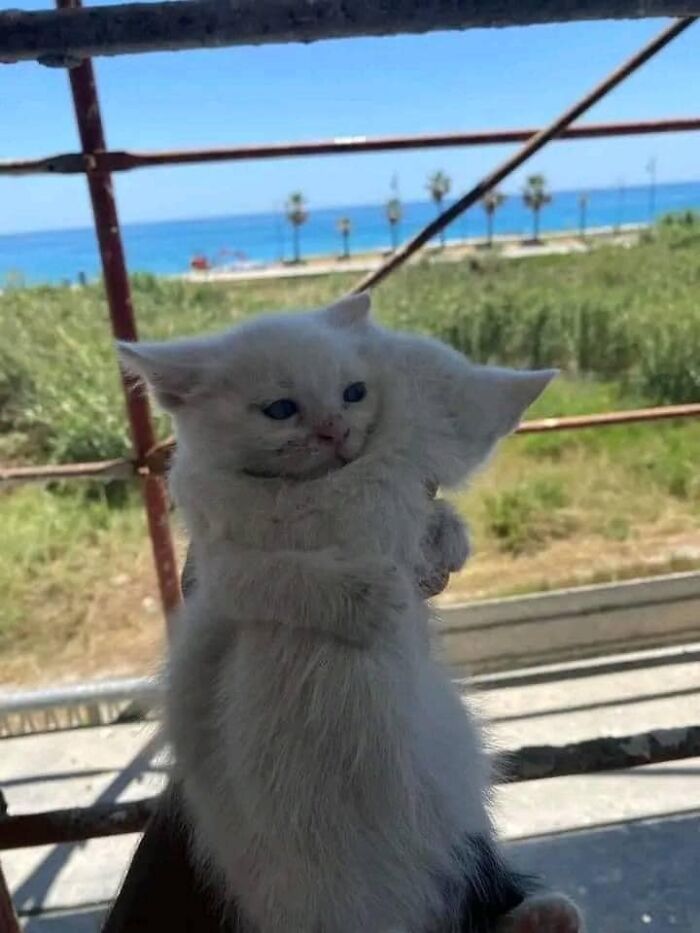 If You’re Having A Rough Day, These 50 Wholesome Cat Pics And Memes May Cheer You Up