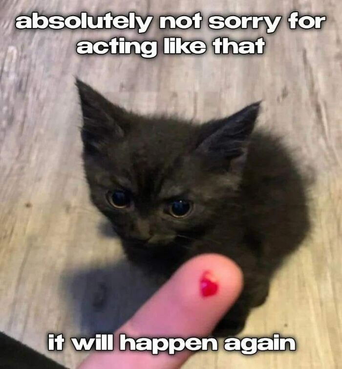 If You’re Having A Rough Day, These 50 Wholesome Cat Pics And Memes May Cheer You Up