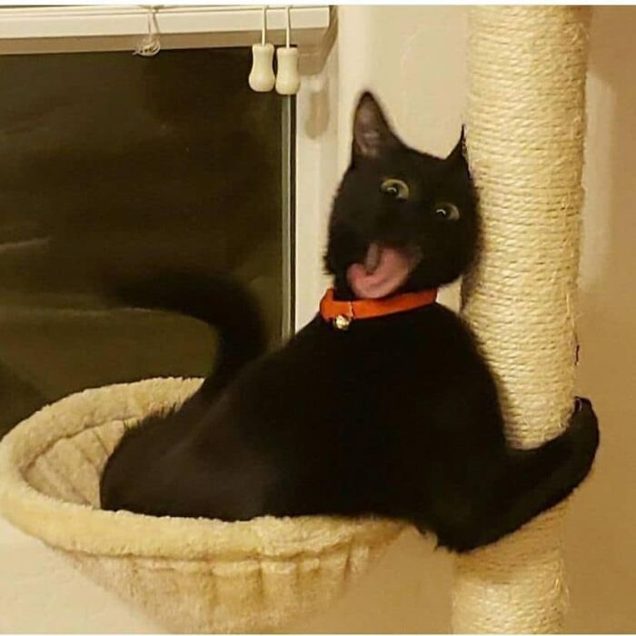 If You’re Having A Rough Day, These 50 Wholesome Cat Pics And Memes May Cheer You Up