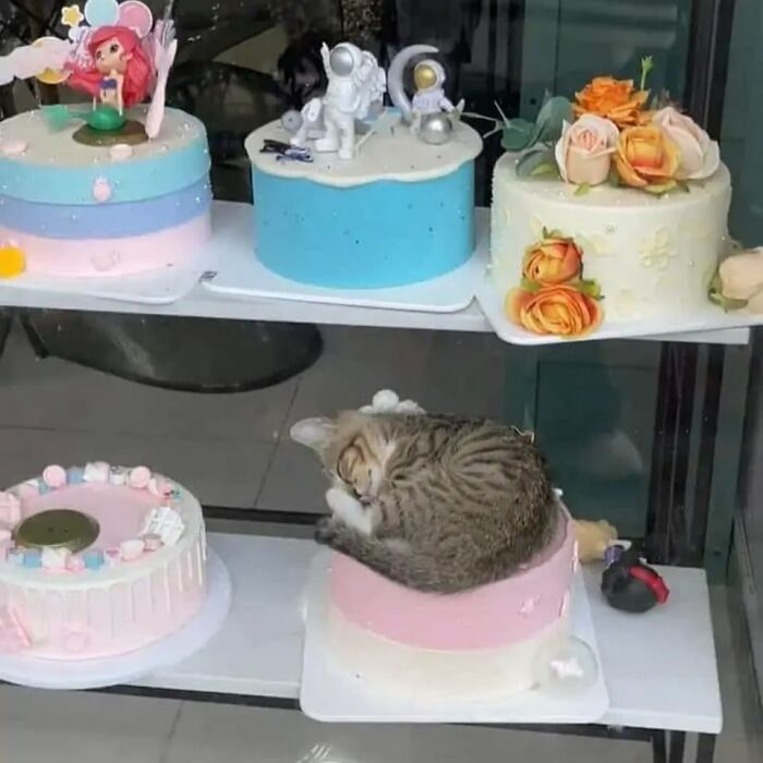 If You’re Having A Rough Day, These 50 Wholesome Cat Pics And Memes May Cheer You Up