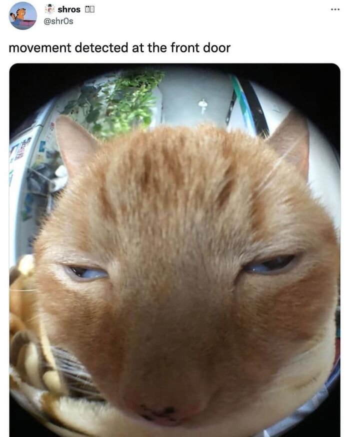 If You’re Having A Rough Day, These 50 Wholesome Cat Pics And Memes May Cheer You Up