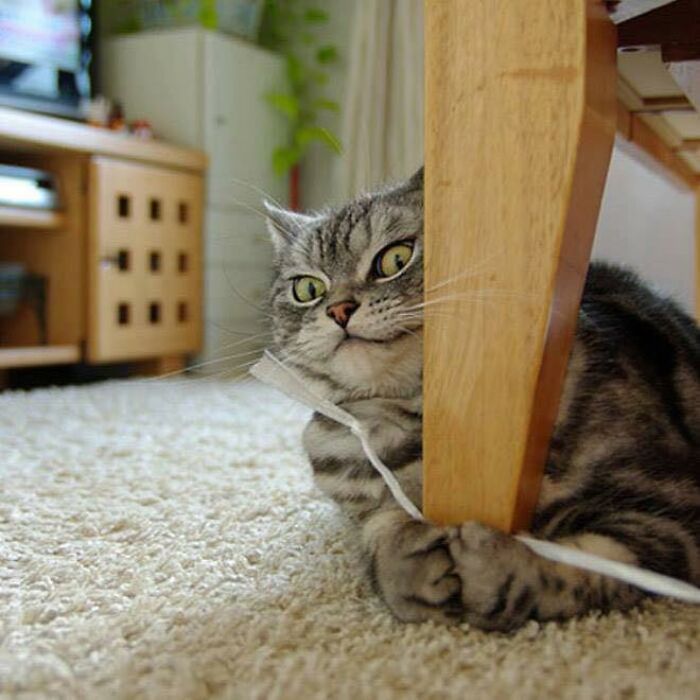 If You’re Having A Rough Day, These 50 Wholesome Cat Pics And Memes May Cheer You Up