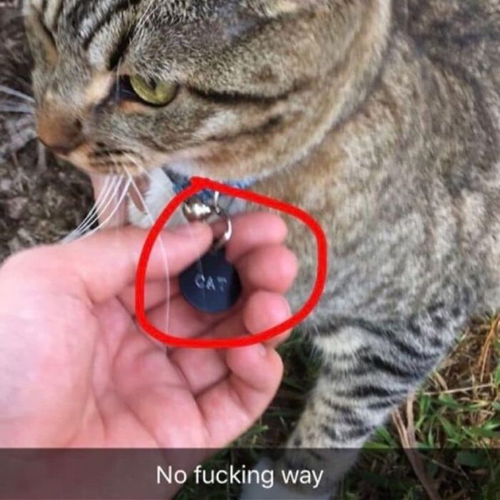 If You’re Having A Rough Day, These 50 Wholesome Cat Pics And Memes May Cheer You Up