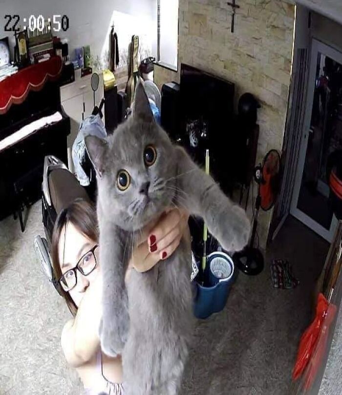 If You’re Having A Rough Day, These 50 Wholesome Cat Pics And Memes May Cheer You Up