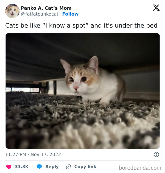 If You’re Having A Rough Day, These 50 Wholesome Cat Pics And Memes May Cheer You Up