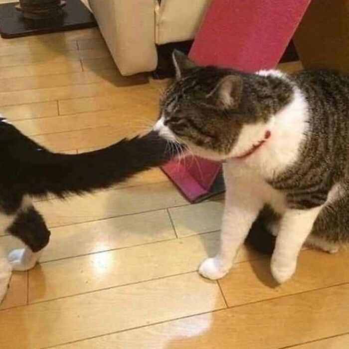 If You’re Having A Rough Day, These 50 Wholesome Cat Pics And Memes May Cheer You Up