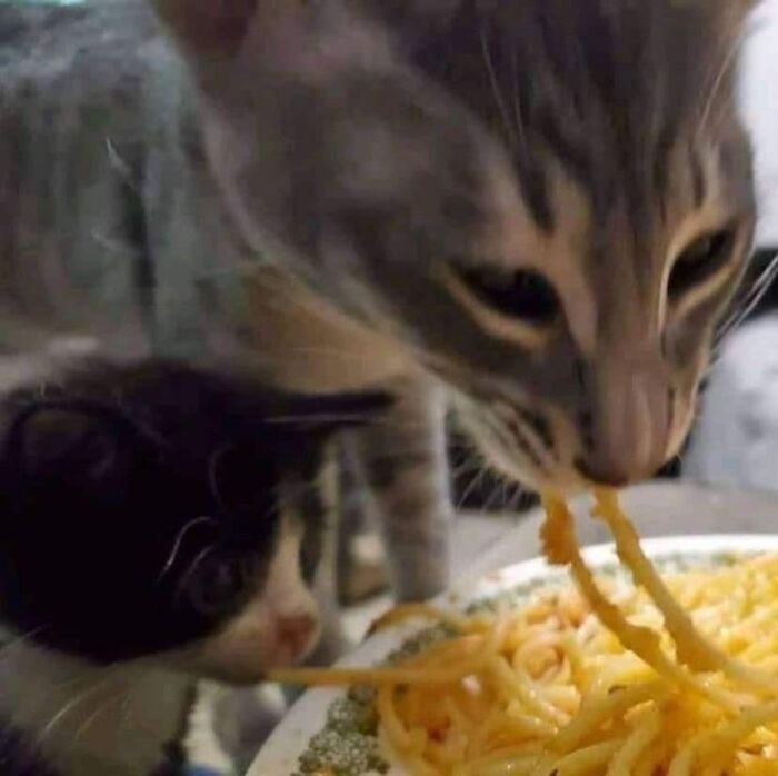 If You’re Having A Rough Day, These 50 Wholesome Cat Pics And Memes May Cheer You Up