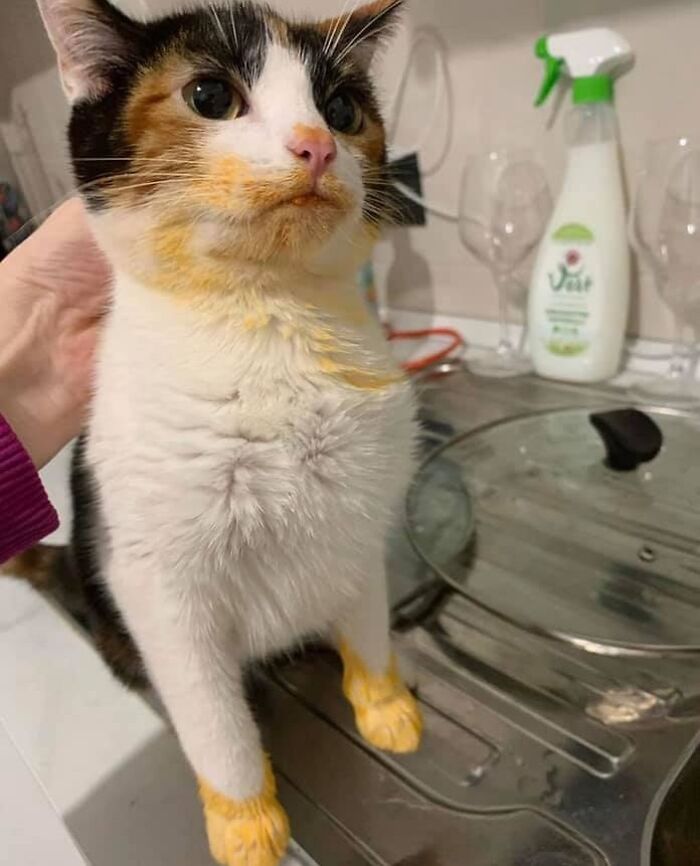 If You’re Having A Rough Day, These 50 Wholesome Cat Pics And Memes May Cheer You Up