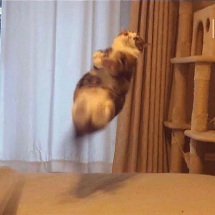 If You’re Having A Rough Day, These 50 Wholesome Cat Pics And Memes May Cheer You Up