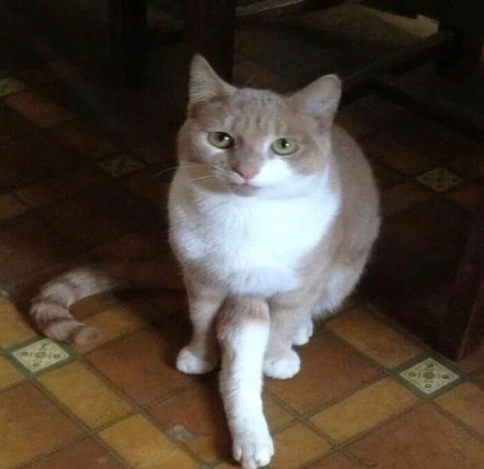 If You’re Having A Rough Day, These 50 Wholesome Cat Pics And Memes May Cheer You Up