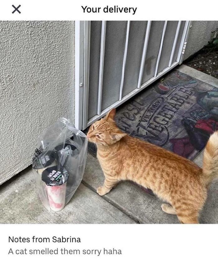 If You’re Having A Rough Day, These 50 Wholesome Cat Pics And Memes May Cheer You Up