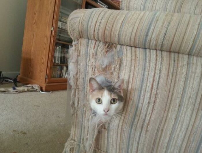 If You’re Having A Rough Day, These 50 Wholesome Cat Pics And Memes May Cheer You Up