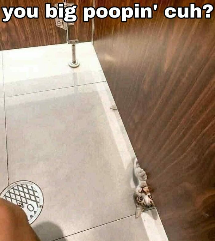 If You’re Having A Rough Day, These 50 Wholesome Cat Pics And Memes May Cheer You Up