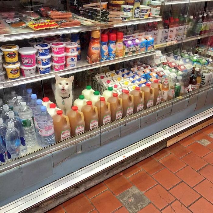 If You’re Having A Rough Day, These 50 Wholesome Cat Pics And Memes May Cheer You Up