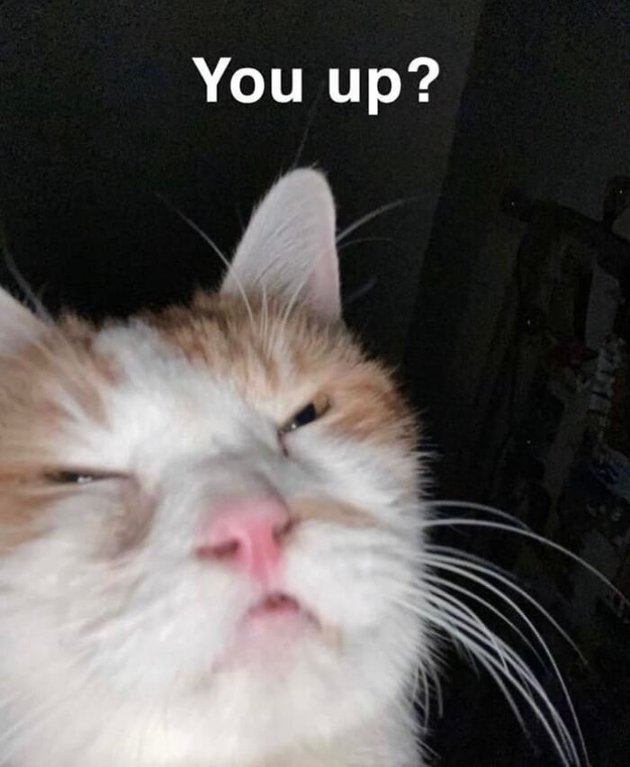 If You’re Having A Rough Day, These 50 Wholesome Cat Pics And Memes May Cheer You Up