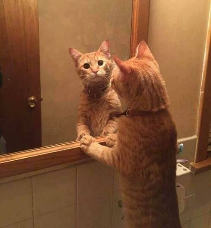 If You’re Having A Rough Day, These 50 Wholesome Cat Pics And Memes May Cheer You Up