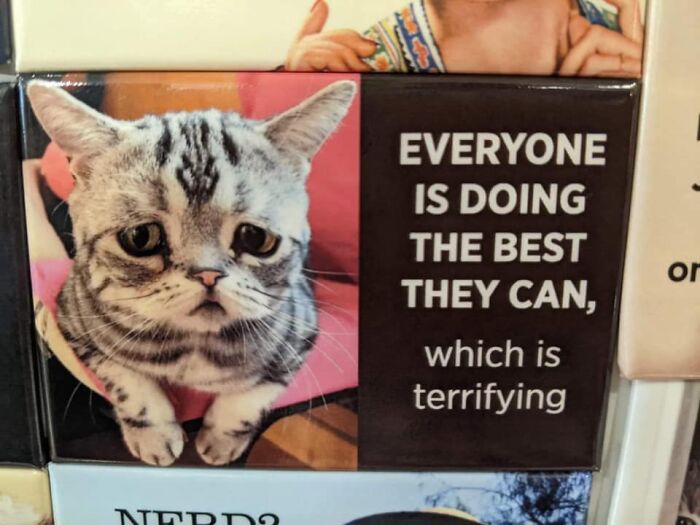 If You’re Having A Rough Day, These 50 Wholesome Cat Pics And Memes May Cheer You Up